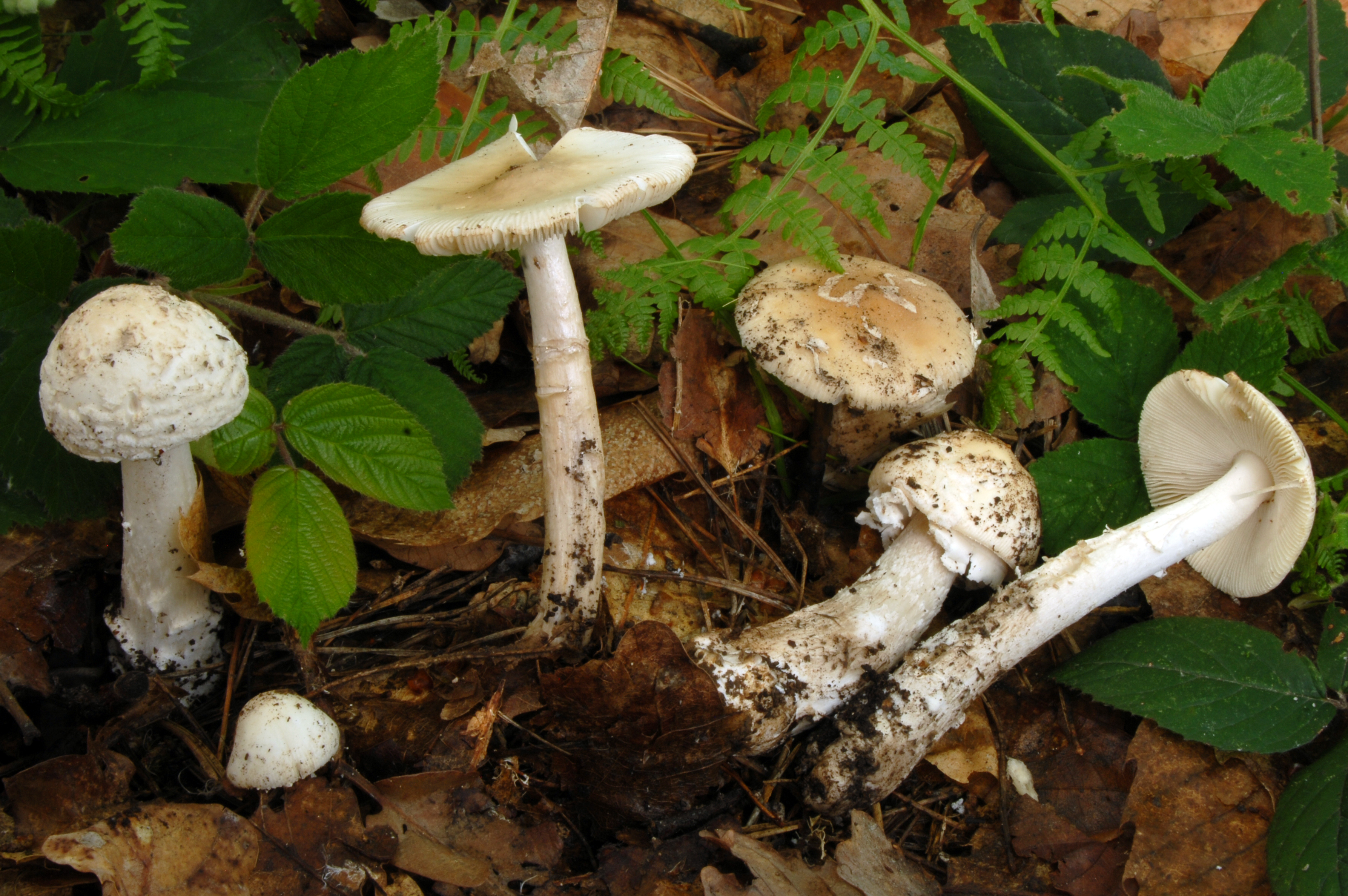 Foto Amanita eliae